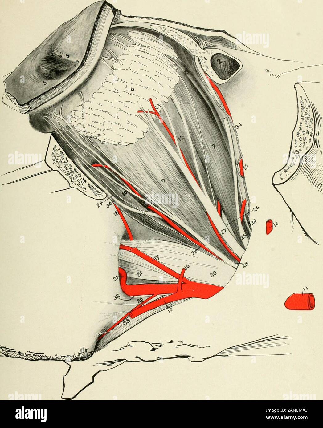 Arteria supraorbitalis Fotos und Bildmaterial in hoher Auflösung Alamy