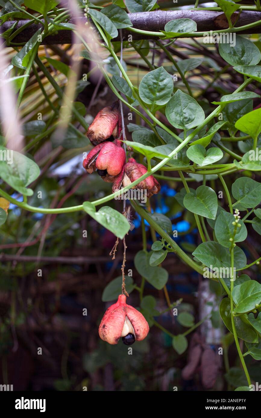 Akki, dem nationalen Obst von Jamaika, wie es wächst. Stockfoto