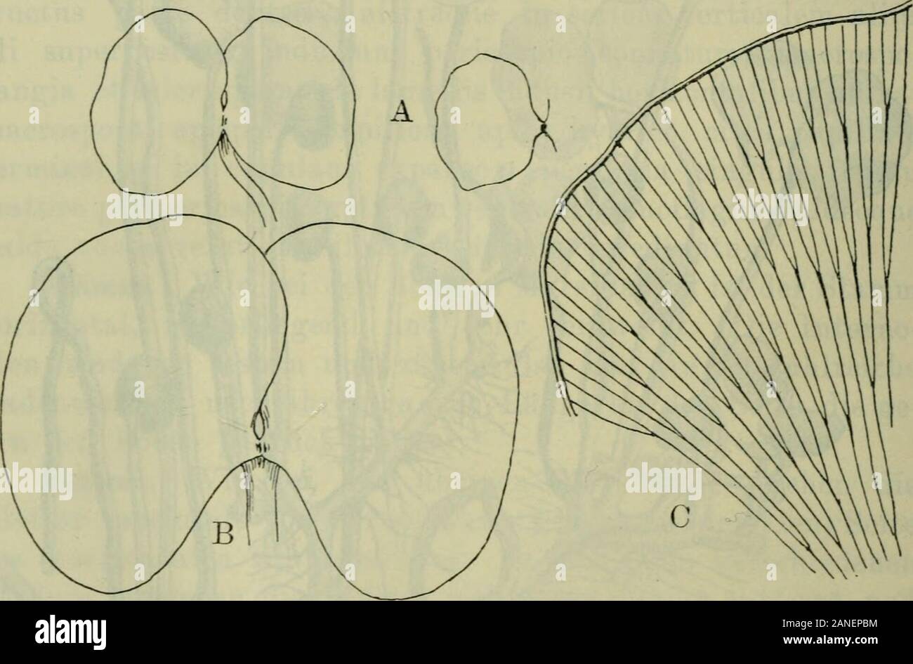 Arkiv för Botanik. 1. Regneil. 933). Aus einem stark verlängerten Stamm mit abgestorbenen Scbwimmblättern, von denen nur die Stiele übrig sind, haben sich Luftsprosse mitsporokarptragenden Landblättern entwickelt. Blattoberfläche nicht ganz nach oben sondern mehr / derSeite gerichtet wird, wodurch die Zwillingsspreiten nachrechts und links gewendet stehen, wie ein einer Bauhinia; Bild. 1. Von der Yereinigungsstelle breitet sich ein dickerer 4 ARKIV FÖR BOTANIK. BAND 3. NiO 6. Wulst mit weniger deutlichen Adern in jede der Blatt- Spreiten hinein aus, wurde angedeutet, dass Sterben Blattsegmenteauch h Stockfoto