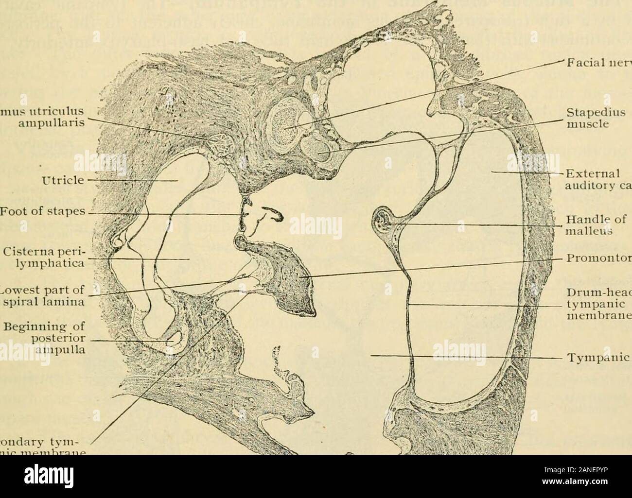 Der menschlichen Anatomie, einschließlich der Struktur und Entwicklung und praktische Erwägungen. äh mit den Fasern des vorderen iij anieiit iyin ^.^ in der gleichen Ebene, bilden die Achse - Ligament der Hammer, da die Achse auf wiiich Hammer strömt durch das Anbringen von diesen beiden faserartigen Strukturen dreht. 4. Die posterior ligament Der amboss reicht von tlie Apex der kurzen Prozess der theincus auf die Membrana Wand im unteren Teil von der Mündung des antrum. Es ist fächerförmigen, theincudal Anlage weniger umfangreich als die des Trommelfells. Die Superior ligamentof der Amboss ist variabel und Stockfoto