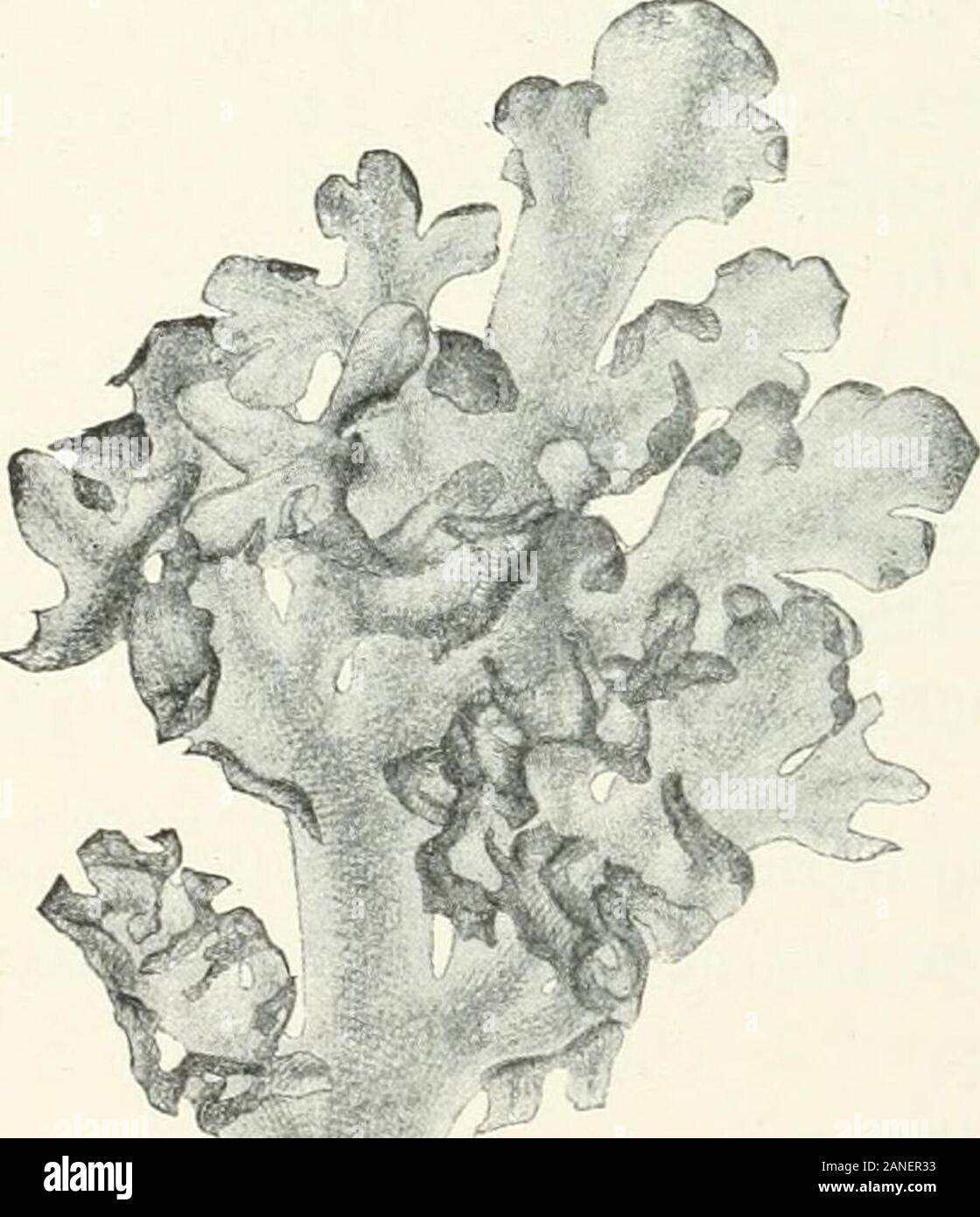 Organography von Pflanzen, insbesondere der archegoniatae und spermaphyta. sson, Forschung sur la respirationet Iassimilation des Muscinees, Comptes Rcndus, cxix (1S94). Er kommt zu der gleichen Con-: - die weitere erhebliche das Verhältnis von Wasser, desto intensiver ist der Gasaustausch. * Diese Interpretation wurde mir von meinem verstorbenen Freund Sachs gegeben. 54 VEGETATIVE ANPASSUNG IN HEPATICAE 2-in-1-Zelle - Oberfläche außer an der Mittelrippe. Ähnliche Regelungen treten in manchen Javanischen Arten von Aneura (Pseudoneura). Eine Untersuchung ofliving Pflanzen ist erforderlich, um zu ermitteln, ob die Ma Stockfoto