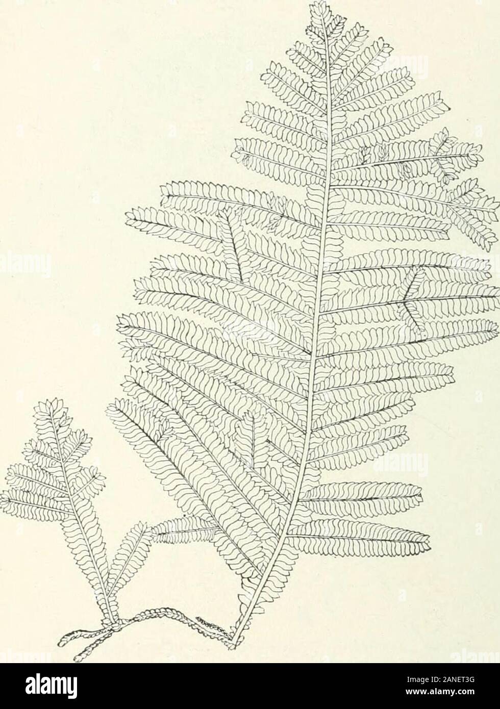Organography von Pflanzen, insbesondere der archegoniatae und spermaphyta. e Es ist das Schießen. Die ganze Whilstusually Lat- segment Der claimedfor theapical Zelle ist die Bildung des Blattes, occasionallya wenige Der cellsbeing theconstruction gewidmet, einer freestem-Oberfläche, hier bei der Zweigniederlassung - ing der ventralen portionof das Segment de ist - abgestimmt auf das makingof ein Zweig, und oberen Teil des onlyis Links für die leafDifferent in degreeonly ist der layingdown Der primor-dium der Zweigniederlassung im basiscopic Basilarmembran Teil des Segments, das isto sagen, die Bildung der Stockfoto