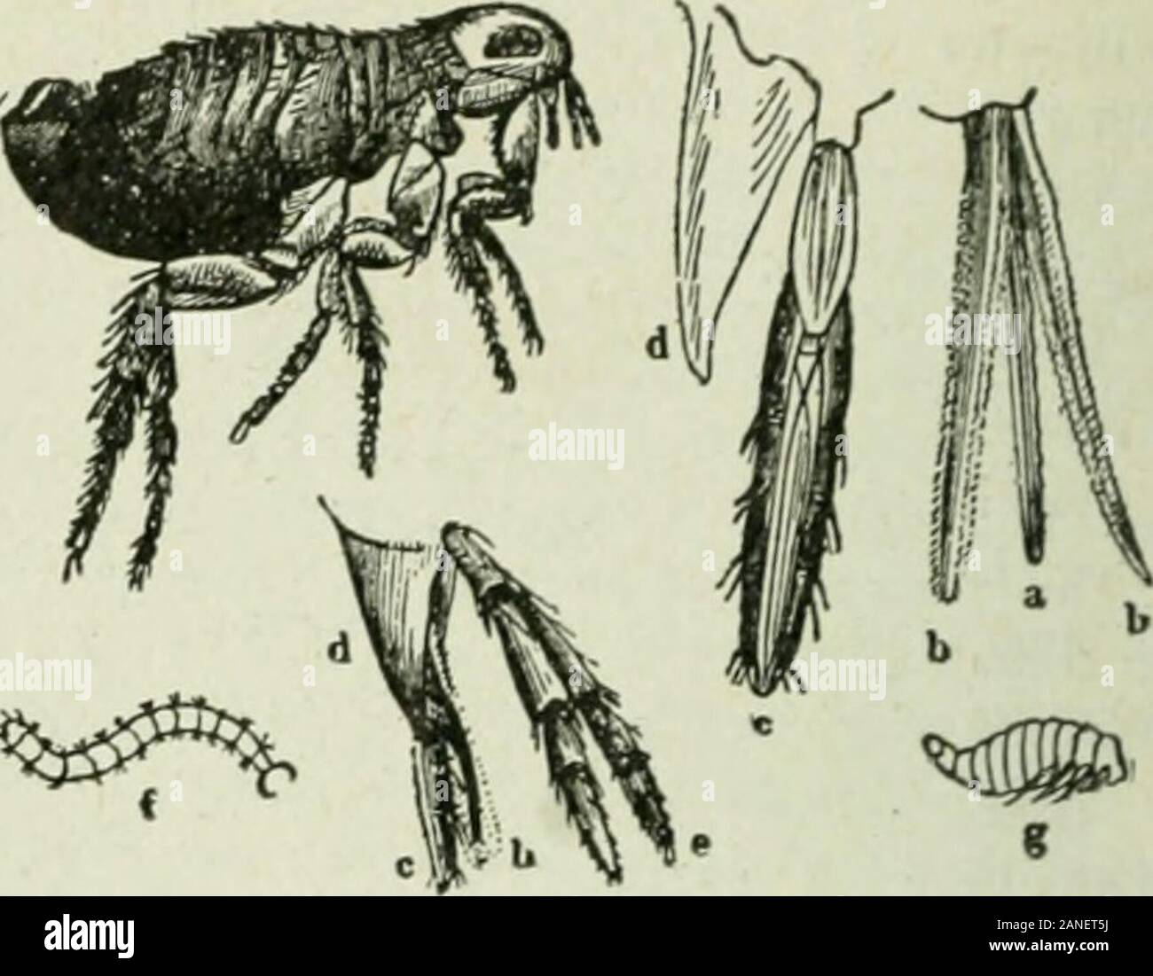 Anfänger "Zoologie. % ^^ Abb. 173. - Metamorphose der Flohmarkt. Abb. 172. - Metamor-phosis von Haus fliegen (vergrößert). Stockfoto