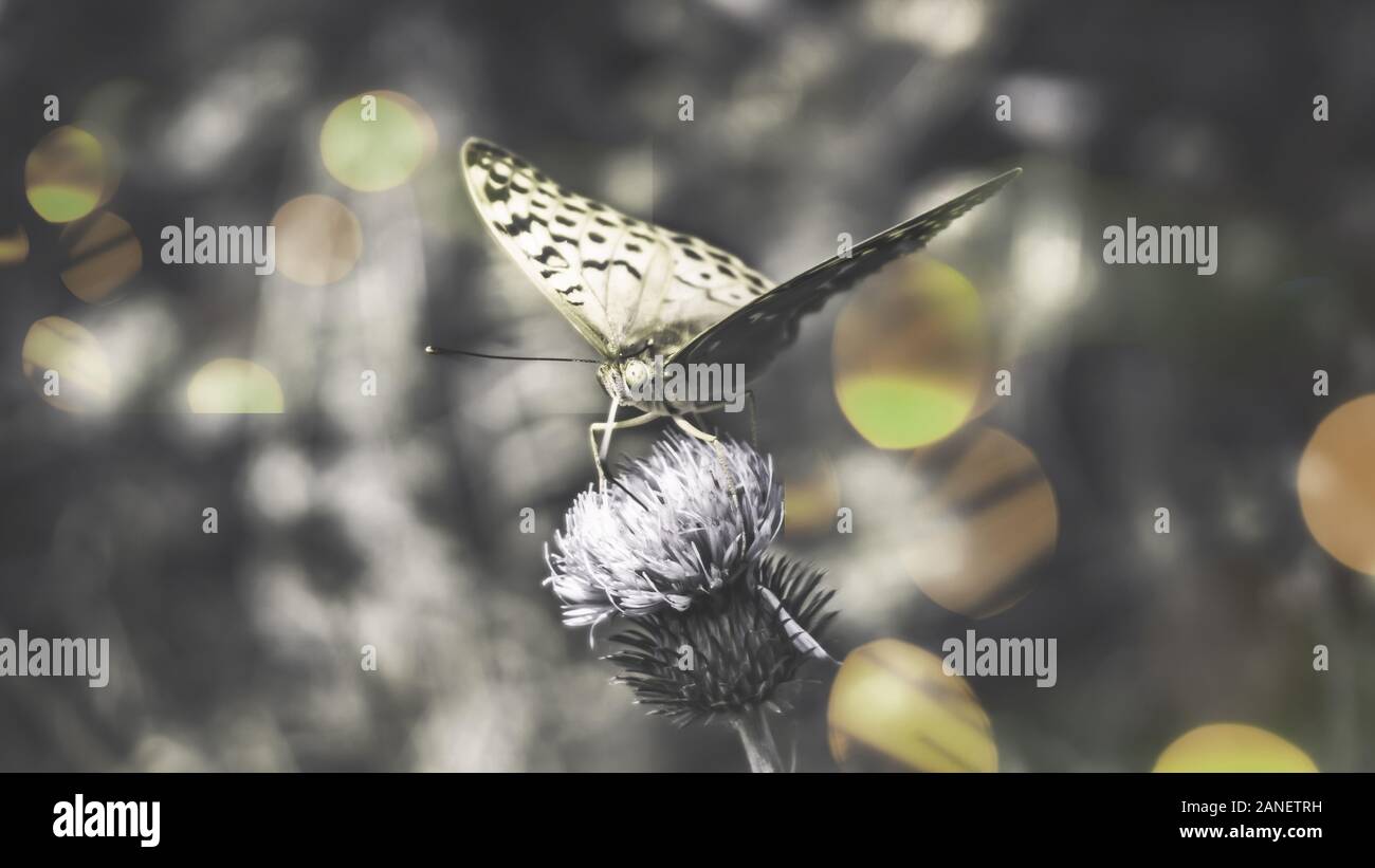 Nahaufnahme Schmetterling auf einer Blume einer Klette. Aufmerksamen Blick Insekt. Getönten makro Bild. Defokussiertem Hintergrund mit schönen Bokeh. Stockfoto