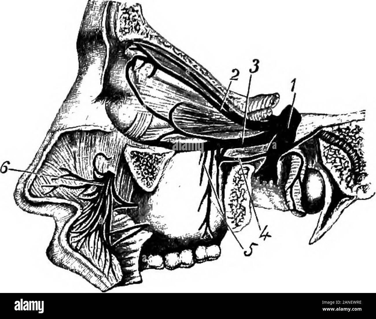 Eine bebilderte Medizinische encyclopaedic dictionaryBeing ein Wörterbuch der technischen Begriffe von Schriftstellern auf die Medizin und die Sicherheiten, die in der Lateinischen, Englischen, Französischen und Deutschen Sprachen. ee Superiorcardiacn. - Oberflächliche zervikalen n. Lat., Nervus cervicalissuper- ficialis. Fr., Nerf zervikalen superficiel. Ger., oberfidchlicher Hals - nerv. Eine oberflächliche Zweig der zervikalen Plexus aus der Zweiten und Dritten zervikalen ns, die Pässe über die äußere Flächeder Mitte des Sterno-cleido-mastoid abgeleitet und teilt zwischen it unddie platysma myoides in zwei Zweige, aufsteigend und absteigend Stockfoto