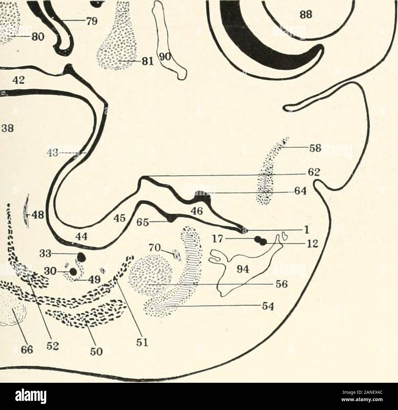 Beiträge zur Anatomie und Entwicklung der Speicheldrüsen in der MAMMALIA. Aufnahme, Pars lata. 8. Orbital Eingliederung, Pars cyhndrica. 12. Ohrspeicheldrüse Anlage. 14 - Periparotid mesenchymale Kondensation. 17 - Orbitoparotid sprießen. 20. Anlage der ersten Orbital Verschraubung. 3 - Submaxillary Anlage. 32-Submaxillary mesenchymale Kondensation, 33 - Größere sublingual Anlage. 57 - 38. Zunge. 5 S. 42. Craniolingual Ebene. 60. 43-Palatohngual Ebene. 62. 44 - Alveolingual Region. 64. 45 - Palatomandibular Ebene. 65. 46. Maxillomandibular Ebene. 70. 47-H&gt; poglossal Nerv. 73 - 48. Mehrsprachiges Nerv. 74 - 49 - Subma Stockfoto