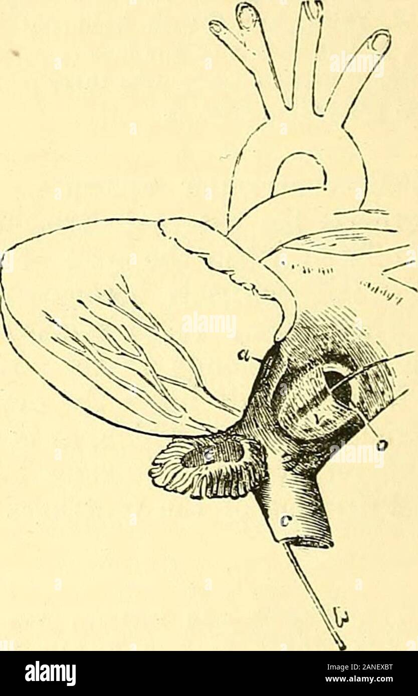 Quain der Elemente der Anatomie. Abb. 776..-Ansicht des fkont und die rechte Seite des fcetal Herz, auf vier Monate, die rechte Ohrmuschel werden geöffnet. (Von KiliaH.) ein, die riglit auriculo-ventrikulärer öffnen; h. eine Sonde bis jDassed die Vena cava inferiorand durch die Fossa ovalis und Foramen ovale in den linken Ohrmuschel; c, Vena cava inferior; e, Eustachische Ventil; V, Ventil des Foramen ovale; s, s, Vena cava superior. Abb. 777 - Blick auf den hinteren linken und Oberfläche des Herzens eines fcetusOF Monate gießen, der linken Ohrmuschel wird geöffnet. (Von Kiliau.) a, links Congelador - ventrikuläre Öffnung; c Stockfoto