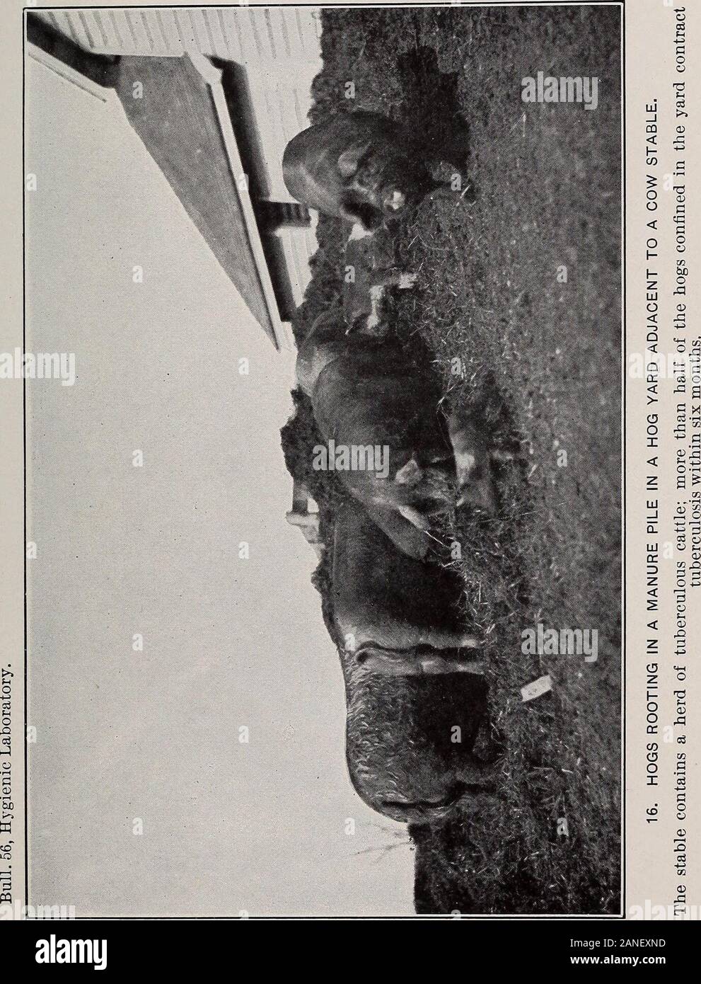 Milch und seiner Beziehung zu der öffentlichen Gesundheit.ws; ihre occurrencevaried von Fällen, in denen Sie mit jedem examinationto Fälle, in denen Sie mit onceevery daity Prüfungen nur zwei bis drei Wochen gefunden wurden gefunden wurden. Diese vorübergehende Charakter der expul-sion von tuberkelbazillen in den Faeces ist genau das, was ex sollte zu erwarten sein, wenn wir bedenken, dass die Bazillen haben ihren Ursprung in der Lunge;, die Tuberkulose in den Lungen von Rindern, weil der theabundant interlobular Bindegewebe, ist nicht durch freecavity Bildung begleitet, und die Rinder nicht Husten als Frei oder als VIO-l Stockfoto