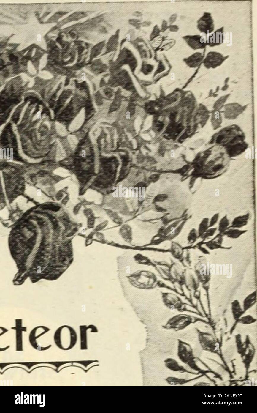 Unser neuer Leitfaden zur Rose Kultur: 1906. Ein^%. Ein Grand NewEver - BIooiuing Rose Klettern Meteor. Stockfoto