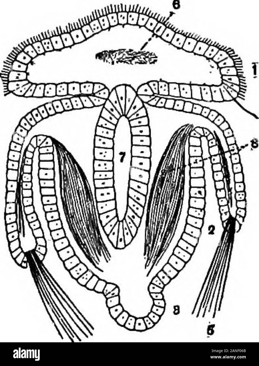 Die encyclopdia Britannica; ein Wörterbuch der Künste, Wissenschaften, Literatur und allgemeinen Informationen. 1. Anterior Segment. 2. Zweiten oder Mantel-forn & ing-Segment. 5. Setae. 6. Nerv Masse (?). 7. Speiseröhre A B C Abb. 29.-^ Drei Larvenstadien von Megathyris (argiope). A, Larve, die hasjust linke Brut - Tasche; B, Längsschnitt durch einen etwas späteren Zeitpunkt; C, dem vollständig geformten Embryo kurz vor der Festsetzung - die neo-Embryo von Beecher. Sehr vergrößert. 3. Dritte oder Stiel - formingsegment. 4. Auge - Flecken. 8. Muskeln. ficial Segmentierung des Körpers, teilt die Larve in threesegments. Die Wände der Stockfoto