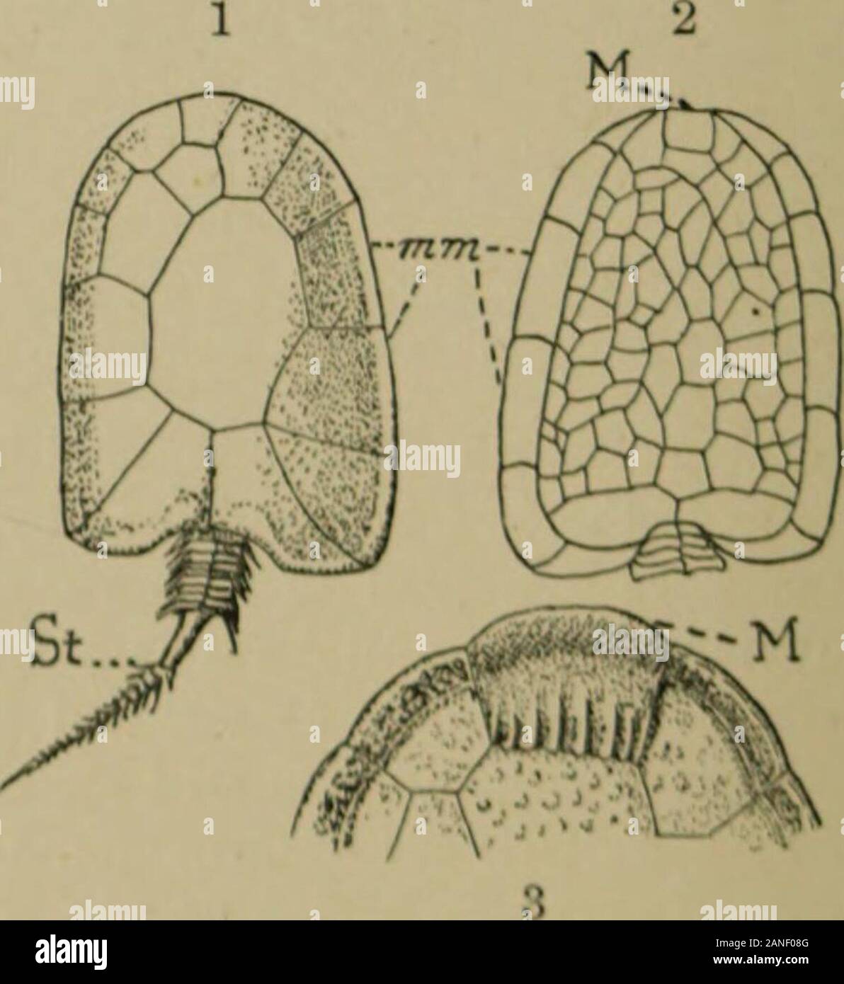 Eine Abhandlung über die Zoologie. djoining Essen mit dem thecal cavitv. Trochovystis Text. o^. " Kann als Differenzierung fromsuch ein Formular als Aristocystis durch seitliche Kompression^, so dass Seine broadmedian Ebene morphologisch thesagittal ist, und die flachen Seiten sind theprimitive Rechts und Links, die pro-jecting I) Ende M wird auf der linken Seite. Mitrocystis, Barrande (1887), Cam-Brian und Ordovizium (Abb. betrachtet werden. Xii), hat 12 rn{mm), aber ander (links?) Seite, entspricht mitdem konvexe Seite des späteren Formen, thejunction der Stammzellen mit der somaticplates zwischen zwei von ihnen liegt; wliili^ Th Stockfoto