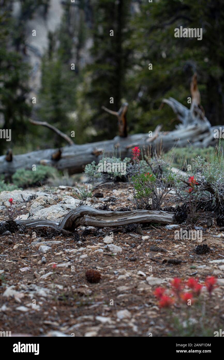 Knorrige Bäume und Wildblumen blühen am Bristlecone Pine Forest in der Nähe von Lone Pine Kalifornien Stockfoto