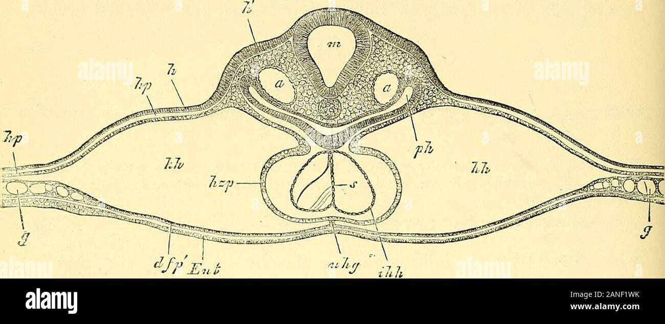 Quain der Elemente der Anatomie. leistungsumfängen in hebendie äußeren Wand des Herzens akli; ihli, innere oder endovaskulären Auskleidung des Herzens; ph, ijericardialcavity; i^uns, Mesoderm über die Grundlagen des heai-t; dd, hypoblast; (W, Noto - Chord; sw, seitliche Wand der Entwicklung von x^harynx. In einem von der Europäischen Union und der anschließenden verschwinden Der adjacentparts, ihrer primitiven Mauern. Im Fall des Herzens damit atfirst Doppelzimmer, jedes Rohr erhält posteriore Bestrahlungen die große Eingabe Vene und isprolonged vorher in der ausstellenden Schiff oder Arterie; während in themedian single Herz, ob gebildet Ori Stockfoto