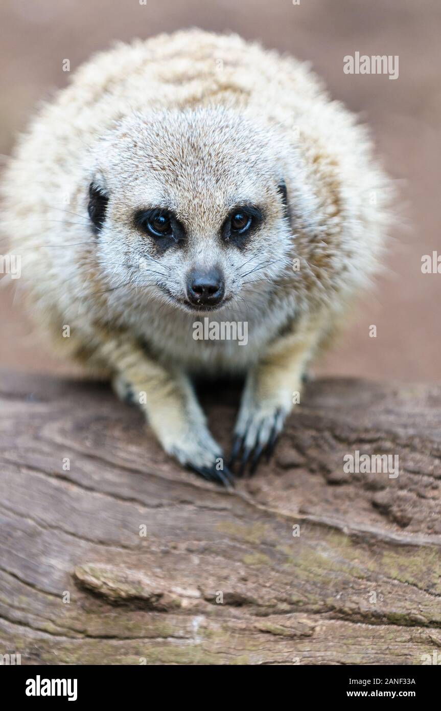 Meerkat Sonnenbaden in einer kauernden Haltung auf einem Log in einer Wildtierausstellung in Melbourne. Stockfoto