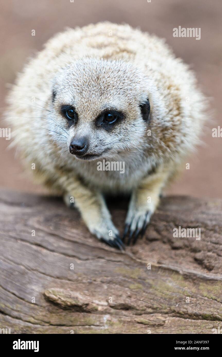 Meerkat Sonnenbaden in einer kauernden Haltung auf einem Log in einer Wildtierausstellung in Melbourne. Stockfoto