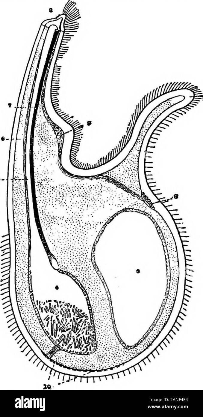 Die encyclopdia Britannica; ein Wörterbuch der Künste, Wissenschaften, Literatur und allgemeinen Informationen. s in Kom- munikation mit dem generalbody Hohlraum. Die Speiseröhre. - Der Mund, der quitedevoid ist der Anker, leadsimperceptibly in einen kurzen und dorsal gerichteten Speiseröhre. Letztere vergrößert in einem sphärischen Magen in die offenen Kanäle thebroad der sogenannten Leber. Der Magen dann passesinto ein Darm, die in der Testicardines (Articulata) kurz ist, Finger-förmige und geschlossen, und in der ecardines (inarticulata) islonger, zurück auf seinen ersten Kurs gedreht, und endet in einem Anus. InL Stockfoto