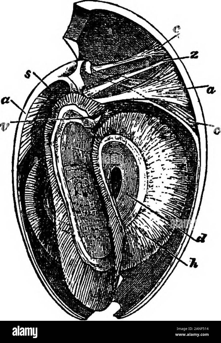Die encyclopdia Britannica; ein Wörterbuch der Künste, Wissenschaften, Literatur und allgemeinen Informationen. Art isprotected durch eine embryonale Shell bezeichnet die protegulum, die manchmal weiterhin Inder umbones des adultshells ist aber mehr usuallyworn aus. In allen Arten die gleiche Form ithas, ein shapewhich beibehalten wurde Inder nach der Gattung LowerCambrian Iphidea. Der Körper des theposterior Brachiopodusually nimmt etwa die Hälfte der Spacewithin der Shell. Die Ein-terior Hälfte dieses Raum islined durch die Innenwand der Mantel und ist themantle Hohlraum genannt. Diese cavitylodges die Arme, die Ar Stockfoto