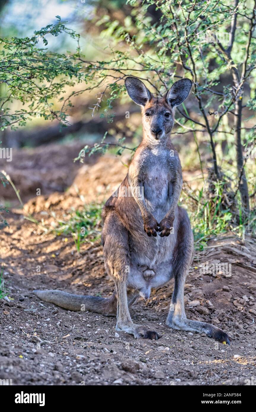 Reifes männliches Wallaroo steht vorsichtig, um seine Umgebung im dicken Buschland des zentralen Queensland in Australien zu scannen. Stockfoto