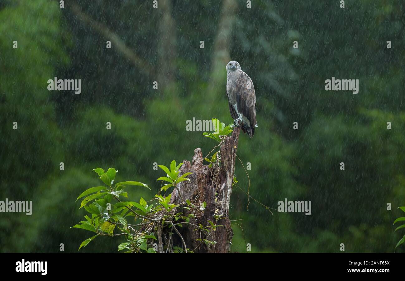 Cloes, geringerem Fish-Eagle auf Baumstumpf im Regen stehen, seltene Vogel, süße Vogel, Thailand Stockfoto