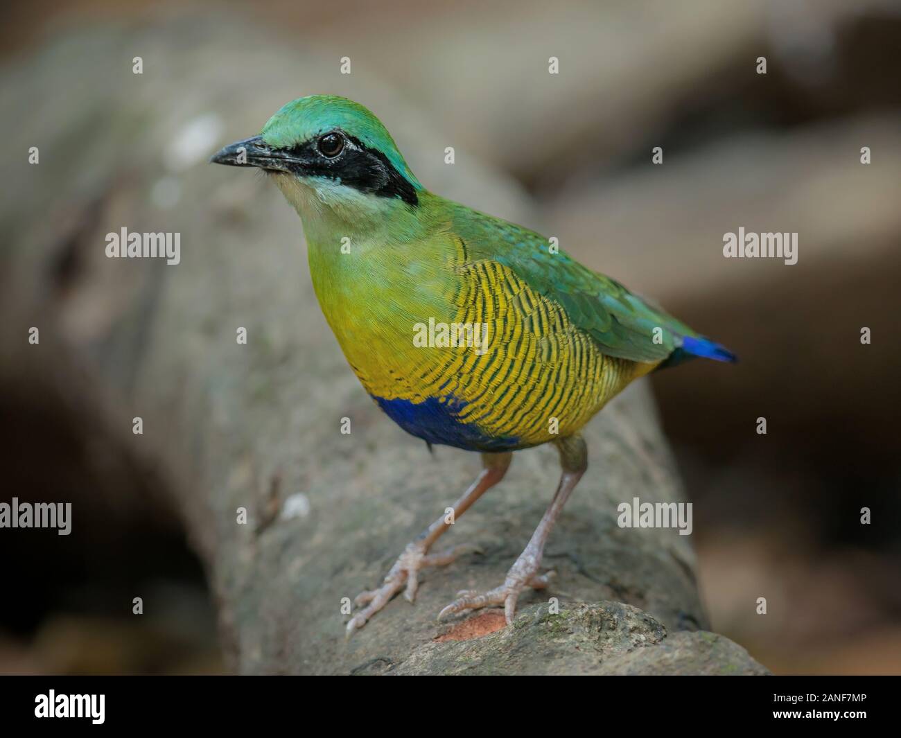 Bar-bellied Pitta männlich (Pitta elliotii), schöne Vogel auf weiße Natur Hintergrund isoliert Stockfoto