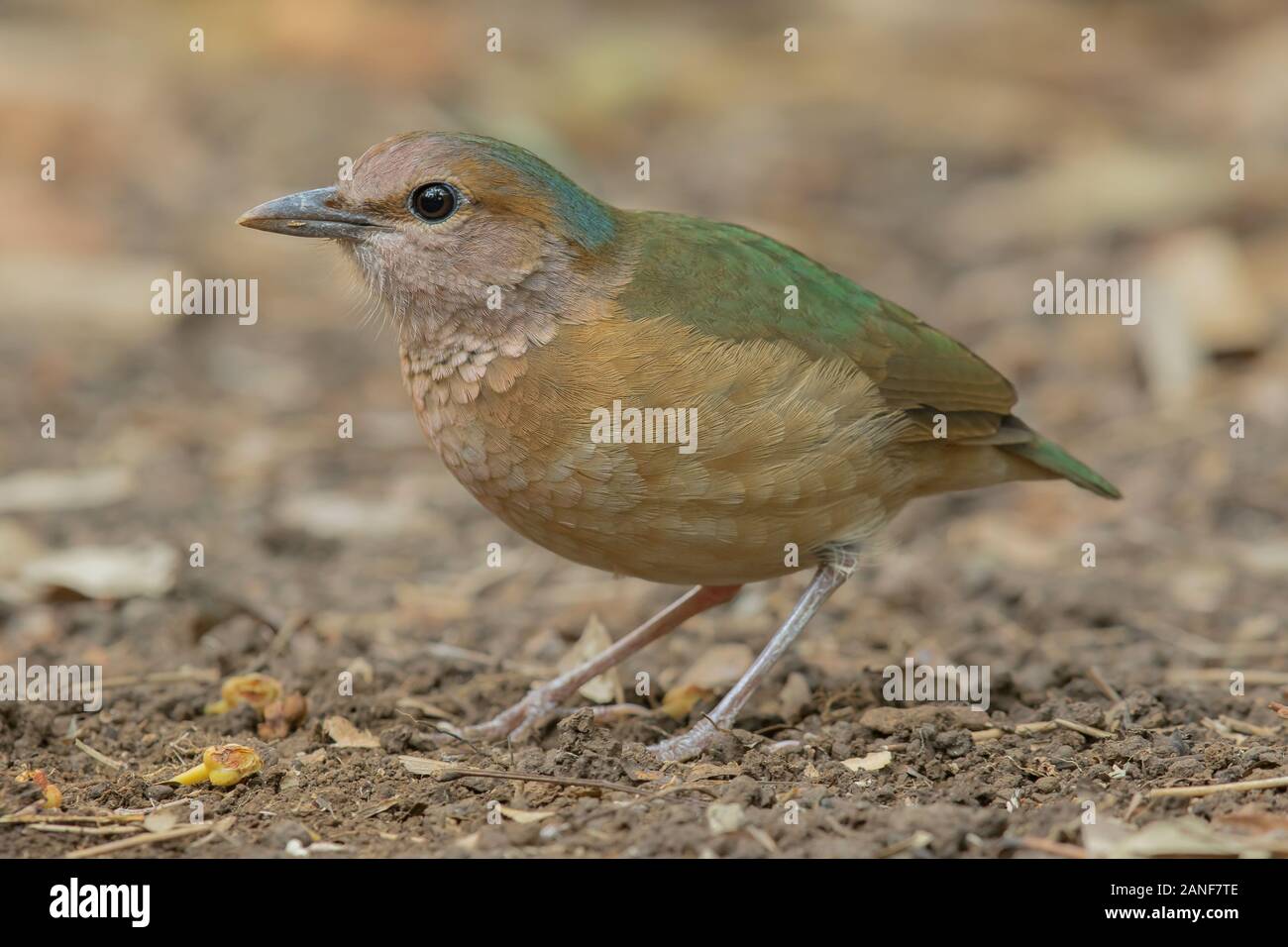 Blau-rumped Pitta männlichen hautnah in der Natur der Nam Cat Tien Nationalpark, Vietnam Stockfoto