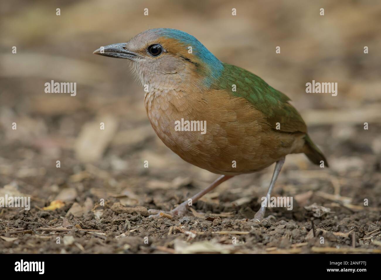 Blau-rumped Pitta männlichen hautnah in der Natur der Nam Cat Tien Nationalpark, Vietnam Stockfoto