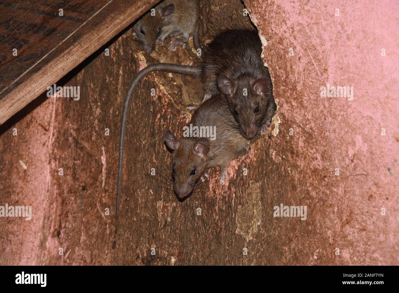 Ratten schälten aus einem kleinen Loch Stockfoto