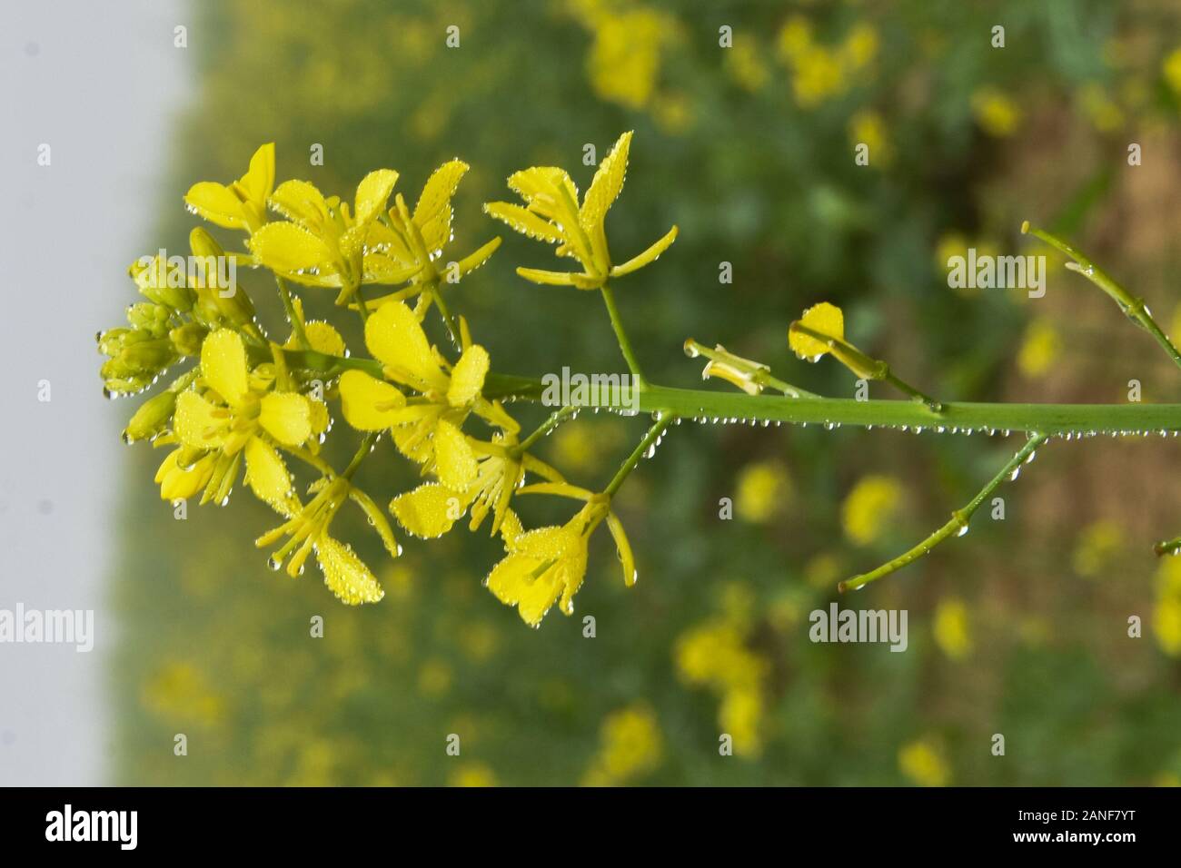 Vista de flor de mostaza en un campo de mostaza de Rajasthan Stockfoto