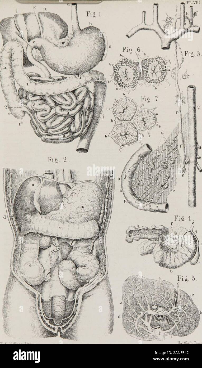 Klasse - das Buch der Physiologie: Für die Nutzung der Schulen und Familien: Umfasst die Struktur und die Funktionen der Organe des Menschen, der von der vergleichenden Bezugnahme auf diejenigen von minderwertigen Tiere dargestellt. na Porta; ist ein Geschäftsbereich der Abdominal- vena portae, in die Leere alle Adern der Verdauungsorgane. Es sendet Niederlassungen in allen Teilen der Leber. Afterthese Zweige der Kapillare Zustand erreicht haben, werden sie von den Wurzeln der thehepatic Venen, die in drei große Venen, die in die Vena cava inferior Leer vereinen gelungen. a, rechts oder größere lobe, ft, Links oder kleinere lobe, c, Ansmann AG Stockfoto