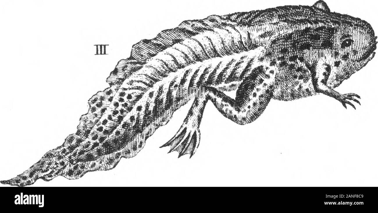 Ein Konto des Frog-Fish von Surinam, adressiert an die Royal Society, die von MrGeorge Edwards, FRS. . Stockfoto