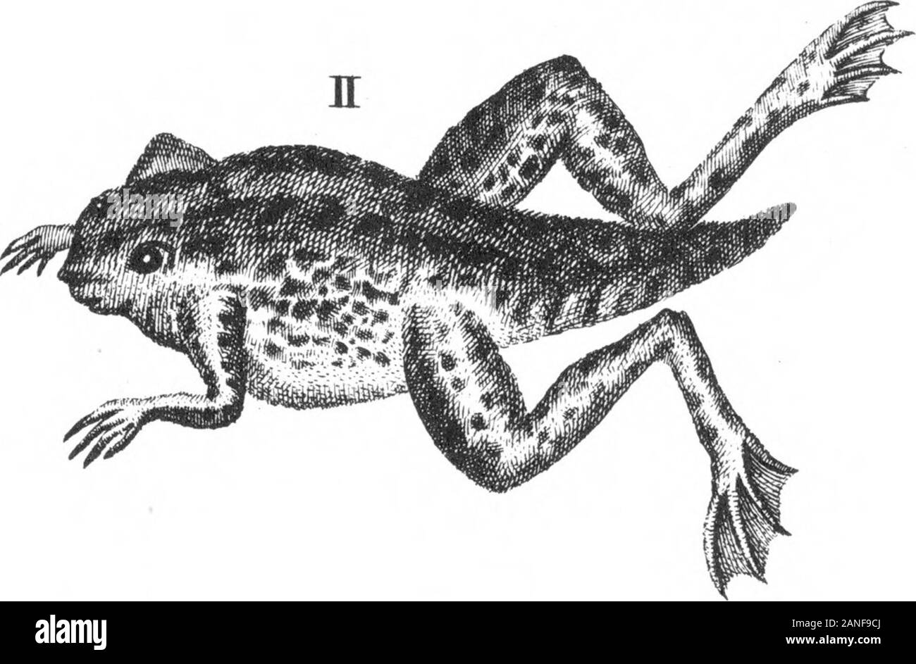 Ein Konto des Frog-Fish von Surinam, adressiert an die Royal Society, die von MrGeorge Edwards, FRS. . Br Stockfoto