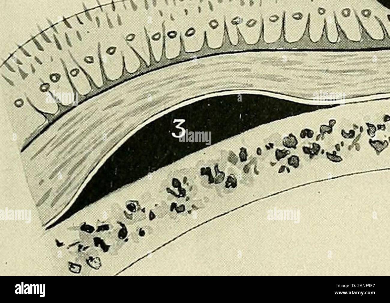 Ein text-Buch der klinischen Anatomie: für Studenten und Praktiker. 1) P1) p "ff o? P p0) O3 e S - O p a3 p wie ≪2^,. Stockfoto