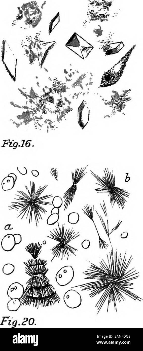 Eine bebilderte Medizinische encyclopaedic dictionaryBeing ein Wörterbuch der technischen Begriffe von Schriftstellern auf die Medizin und die Sicherheiten, in der Latein, Englisch, Französisch und Deutsch. Foster, C.E. Alfred zusammenzuckte. E. Kirk, Si. D., D.D.S., Philadelphia. Charles L. Dana, M.D. Robert J. Devlin, M.D. Marie A. Wilson. Agnes McGowan. Jeanuette C. Bowes. Am Ende. Rfi-l^Mr. & R^i^v ich ^^rr? /7/ Schwein. 2. ?//S^/I ^-^ Ein Stockfoto