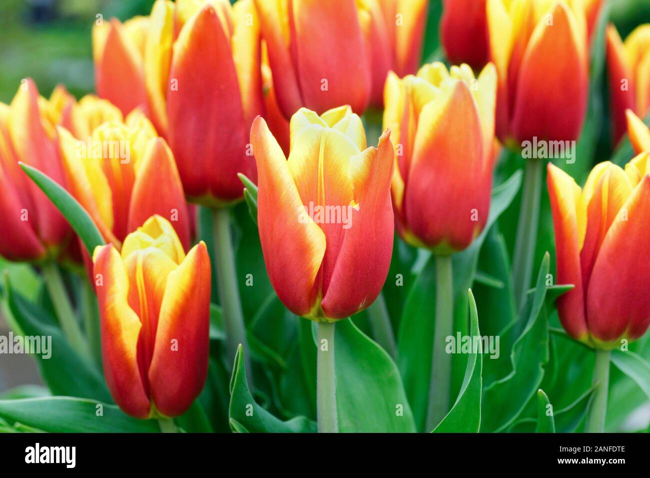 Tulipa 'Ruf' Blumen. Stockfoto