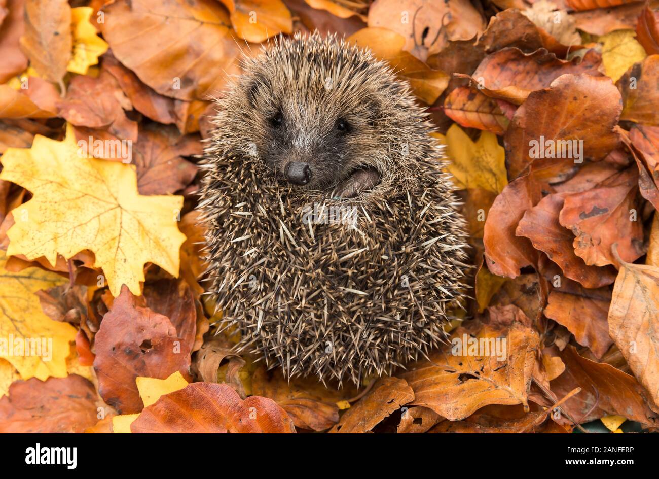 Igel Ureinwohner, wilder europäischer Igel, der sich in bunten Herbstblättern zu einem Ball zusammengerollt hat. Aus einem Wildtierhäuschen entnommen, um Gesundheit und Bevölkerung zu überwachen Stockfoto