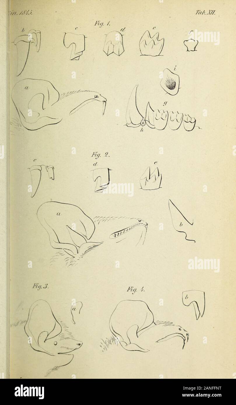 Bulletin de la société Imperiale des Naturalistes de Moscou. Stockfoto