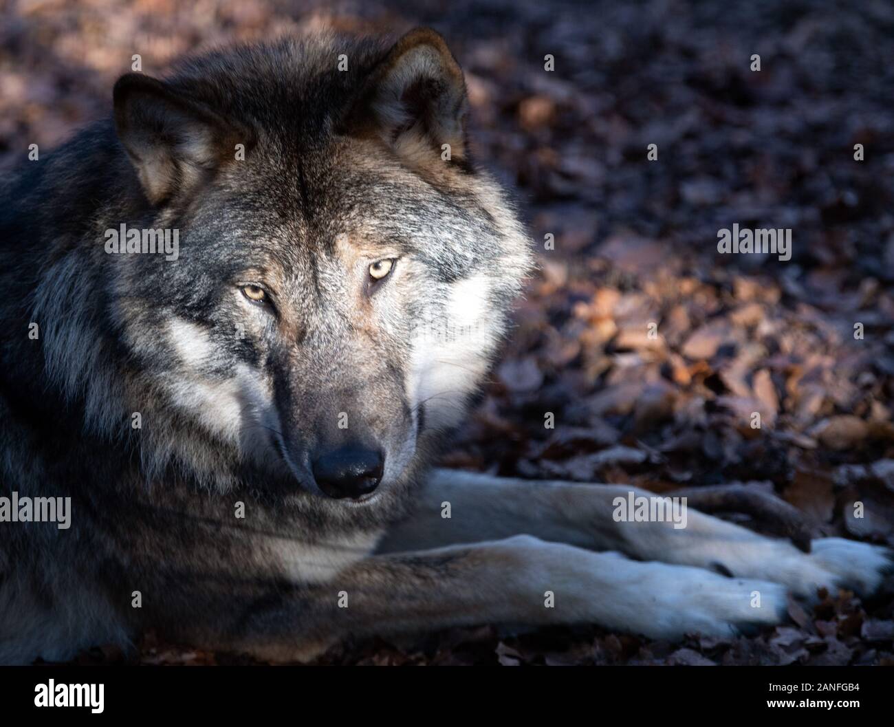 16. Januar 2020, Brandenburg, Neuruppin/Ot Gühlen-Glienicke: ein Wolf liegt  in den Tierpark Kunsterspring auf dem Waldboden. Die Wolf Pack in das  Gehäuse besteht derzeit aus fünf Tiere, die von Hand aufgezogen wurden.