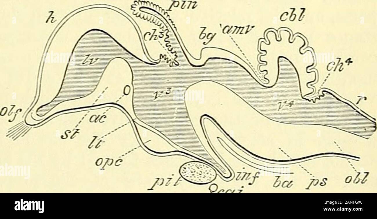 Quain der Elemente der Anatomie. ring Abb. 729.-op ein Bild. 729. Längsschnitt durch das Gehirn OFA KÜKEN VON ZEHN DATS. (Nach Mihalkovics.) h, zerebralen Hemisphäre; olf, oKactory lobe und Nerv; St, Corpus striatum; iv, lateralventricle; ac, anterior com-missure; Er, der Lamina terminalis; ope, Optic commissure; Grube, der Hypophyse; inf inf Undi-bulum; Cai, interne carotidartery; v^, dritten Ventrikel; ch?, Choroid plexus dritter Ventrikel; Pin, zirbeldrüse; Ijg, Korpora bigemina; amv, anterior medullary Velum; unten - n - hich zwei letzte Referenzen sind das Aquädukt von Sylvius und crur Stockfoto
