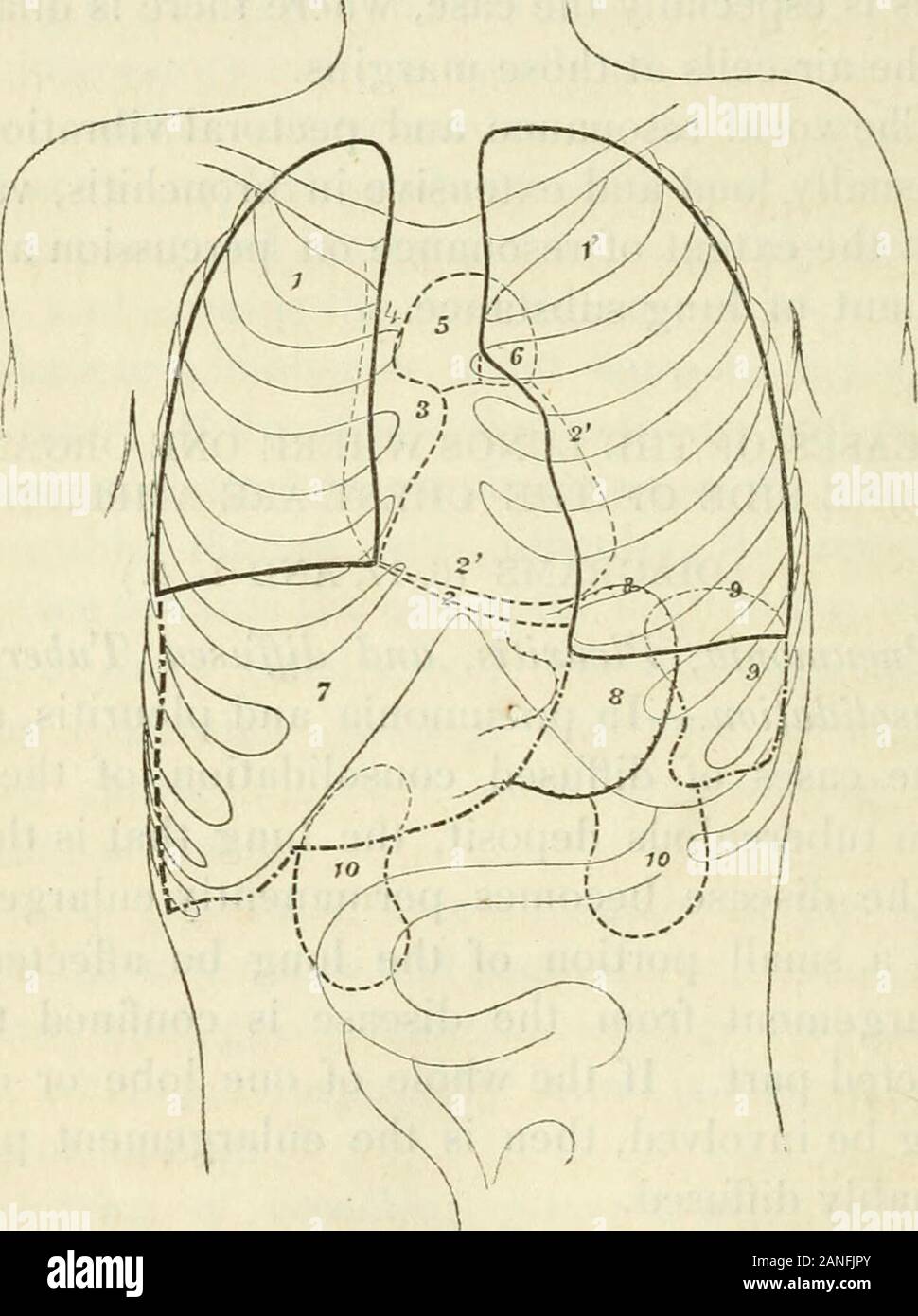Organe diagramme -Fotos und -Bildmaterial in hoher Auflösung – Alamy