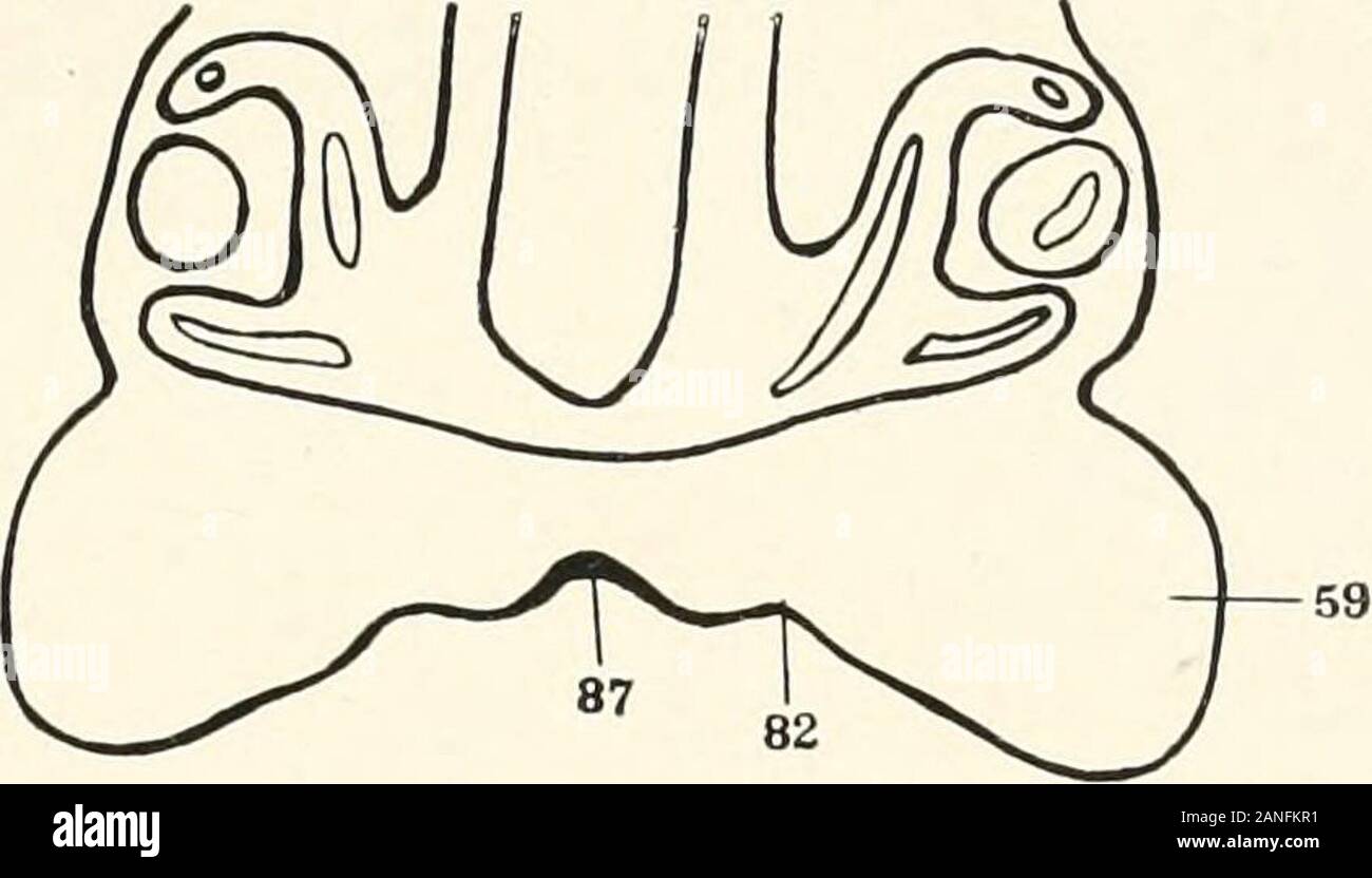 Beiträge zur Anatomie und Entwicklung der Speicheldrüsen in der MAMMALIA. 59 82 Abb.. Abb. 3. Stockfoto