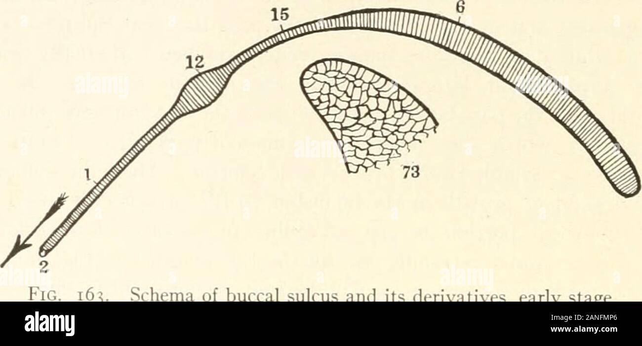 Beiträge zur Anatomie und Entwicklung der Speicheldrüsen in der MAMMALIA. epithel ist auf den ersten Fundal, aber wird später dorsalen parietal, Bukkalen sulcus bilden eine subparotid newfundus (furche) ventral der Anlage (Abb. 164). Die orbitoparotid Elemente sind Sprossen in der orbitoparotid 306 ENTWICKLUNG DER SPEICHELDRÜSEN IN DER HAUSKATZE Intervall. Sie können sich von der Ohrspeicheldrüse Flansch in der Winkel zwischen der Leitung und der oralen Epithel ergeben oder aus der mündlichen epitheliumor die Leitung an sich. Ihre Körper, die in der Regel von geringer Größe, sind coniinedto das Dreieck zwischen der m Stockfoto