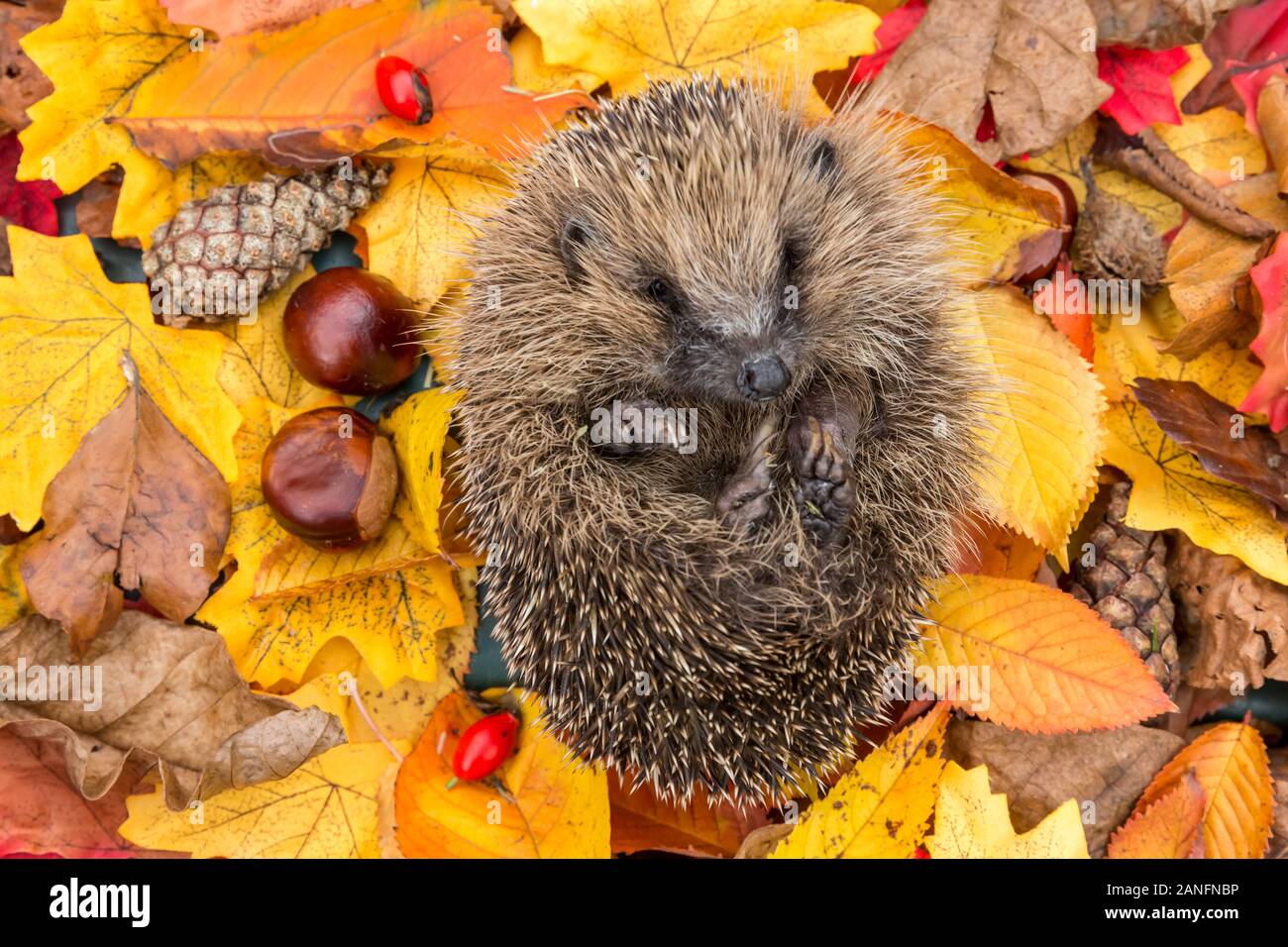 Hedgehog (Wissenschaftlicher Name: Erinaceus europaeus) Native, wilde Europäische Igel zusammengerollt in einer Kugel in bunten Herbst oder fallen lässt. Landschaft. Stockfoto