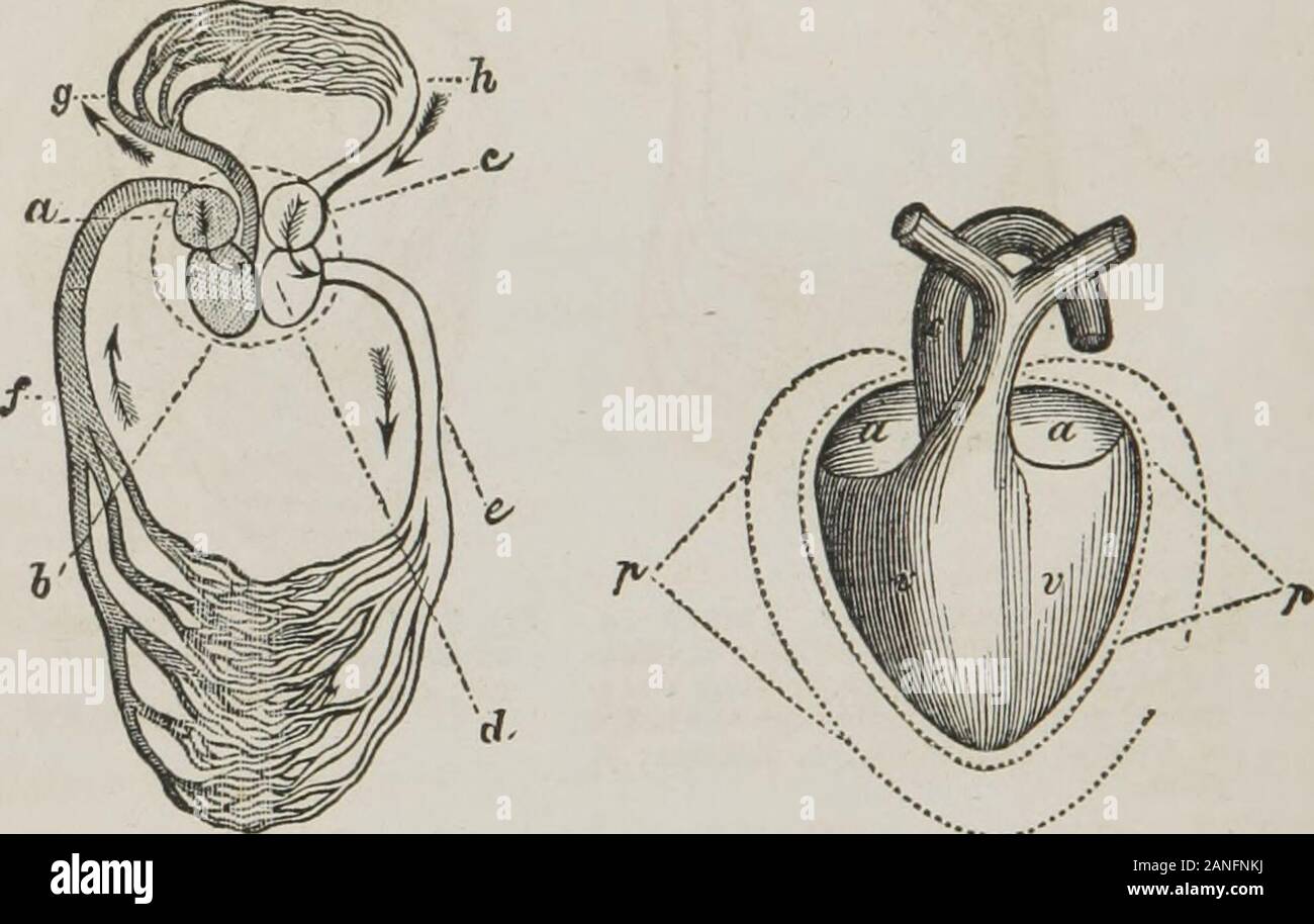 Klasse - das Buch der Physiologie: Für die Nutzung der Schulen und Familien: Umfasst die Struktur und die Funktionen der Organe des Menschen, der von der vergleichenden Bezugnahme auf diejenigen von minderwertigen Tiere dargestellt. hatthe Herzen ein Rind oder ein Schaf, oder ein Hund, kann toillustrate das menschliche Herz. 60. Die Form der Doppel Herz ist ein wenig wie Erscheinen, wie in Abb. 1 dargestellt. 1, PL. Ii. und Abb. 1, PL. Iii. In Mann, es befindet sich im vorderen Teil des Thorax befindet, werden die Lungen Tween, mit ihrer Basis oder breiteren Teil incliningobliquely nach hinten und oben auf der rechten Schulter, und seine Spitze nach vorne gerichtet und zu t Stockfoto