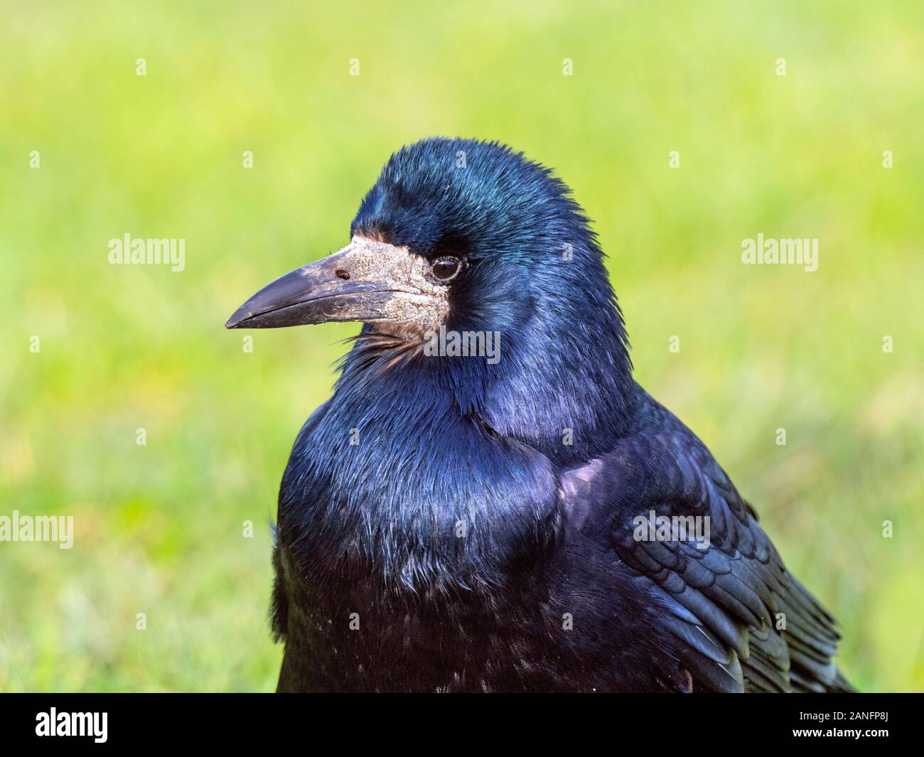Saatkrähe Corvus frugilegus portrait Norfolk Stockfoto