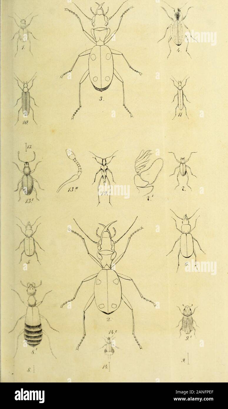 Bulletin de la société Imperiale des Naturalistes de Moscou. 4°. De la Part de lauteur. Mitglied élu. Ordinaire*l. M. Jules de Scuiemascuko de St. Pétersbourg. Korrekturen EINE FAIRE dans Tarlicle inlilulé: {(. Remarques sur la Collection deColéoptèîcs russes de F^ictor de Motchoulsky^) * Bulletin N°. 1845. Die aloebäume. 11 au lieu (lArpactîcouida mettez Entomophaga 26 Ulyxenida Ylyxenida 5 1^ Pbylophila Aiithophila 12 Hylopliaga Arpactlconida Entomophaga Chylophaga 7 9 26 lacté laete 27 Fiichis Trichis 52 7 Pylophilus Peloxenus 16 Crynlpliilus Creniphilus) iO IH Rayacheila Prognothus Ragacheila 1 P Stockfoto