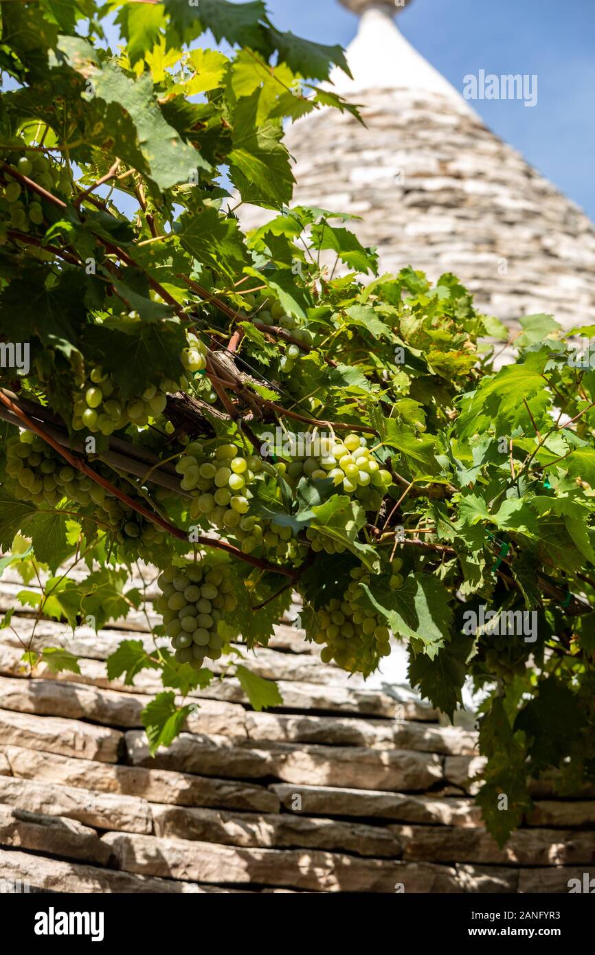 Weinreben auf dem Stein Dach von Trulli in Alberobello, Italien. Der Baustil ist spezifisch für die murge Bereich der italienischen Region ein Stockfoto