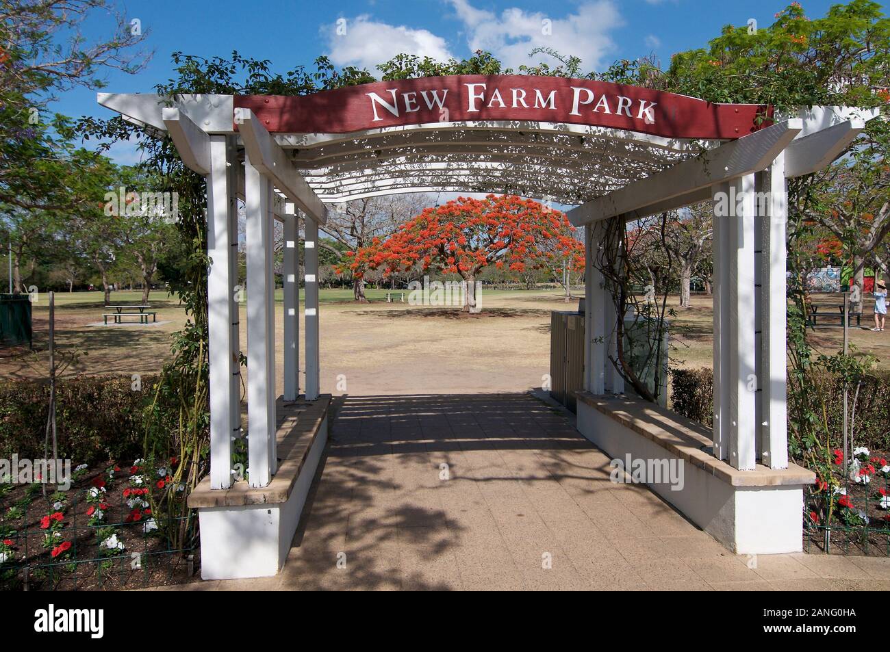 Blick auf die schönen hölzernen Fußgängereingang weg mit einem blühenden Royal Poinciana Baum an der neuen Farm Park in Brisbane, Australien Stockfoto