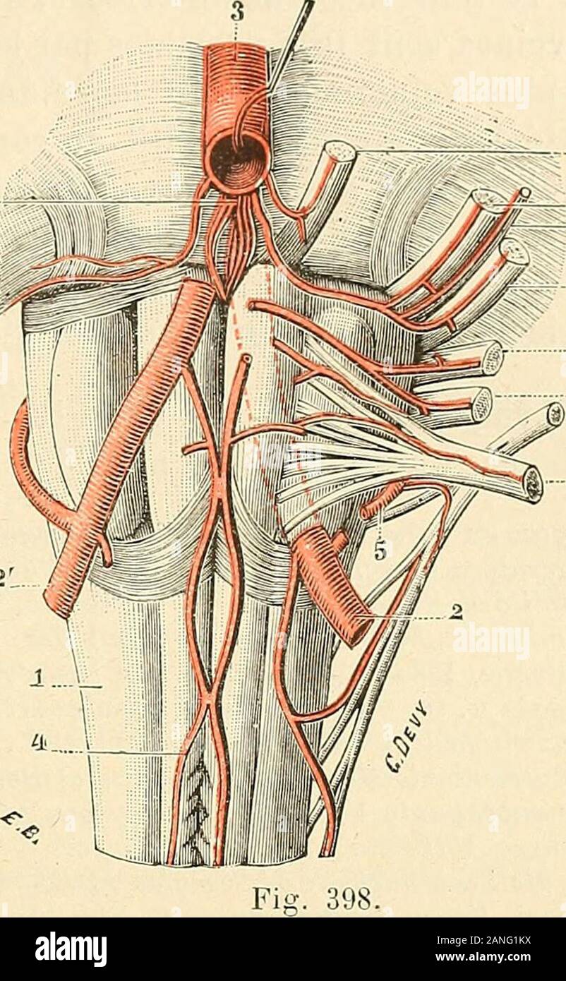 "Traité d'anatomie humaine. nepar Sohn hile. b. Latéraux Aitèies des cordons et postérieurs. - Le Cordon latéral, le corpsrestiforme et la Pyramide postérieure re-çoivent leurs artères en partie de la Céré-belleuse inférieure et postérieure, enpartie des spinales postérieures. c. Du plancher ventriculaire Artères.-La Verkehr du Plancher du cjua - trième ventricule est un peu plus Kom-plexe. Indépendamment des artères mé - dianes, qui irriguent la Région du Cala-mus, et du rameau Aszendent de la spinalepostérieure, qui se Porte vers langleinférieur, le der Stufe quatrième ventricule reçoitencore un certa Stockfoto