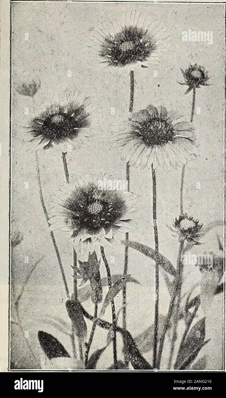Dreer die 72. jährliche Ausgabe Garten Buch: 1910. 193. Gaillardia Grandiflora. OAIL, L, ARDIA (Decke Rower). Qrandiflora. Eine der auffälligsten winterharte Pflanzen, wächst ca. 2 Meter hoch und die nachfolgenden inany Boden an einem sonnigen Position; Anfang Juni flowerin, fahren sie fort, die komplette Saison. Thelarge Blumen wunderschöne Färbung. Derschwerpunkt ist dunkelrot-braun, während die Blütenblätter aremarked mit Ringen aus glänzendem, orangeand Zinnoberrot und oft eine Kombination von Allin eine Blume; Ausgezeichnete zum Schneiden. 15 cts. Jedes; | 1,50 pro dtz.; $ 10,00 pro 100. GALAX (Zauberstab). Aphylla. Eine herrliche Zwerg Stockfoto