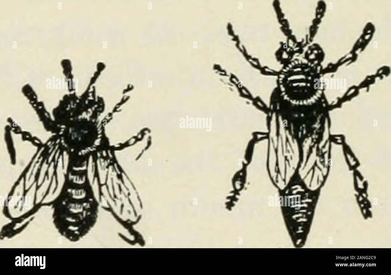 Landwirtschaft. Eine von ihr eigenes oder das cannotuse, was Sie tun müssen. Die Bienen und andere Insekten (auch) So helfen Pflanzen fruchtbar, um sie zu befruchten, wie wir sagen. Aber es ist ein weiterer Teil der Biene finden wir heraus, wird^ Fore werden wir den Wunsch, so zu tun, wenn wir Ärger oder es stören, nämlich thesting. Es befindet sich im hinteren Ende des Abdomens gefunden, und besteht aus zwei langen scharfen Lanzen. Es kann in oneshand geschoben werden aber nicht leicht heraus gezogen werden. Wenn die Biene schneidet in theflesh in den Schnitt ein Tropfen Gift durch die lanceswith, es durchbohrt wirft. Es bleibt der Stachel in unserem Fleisch, caus Stockfoto